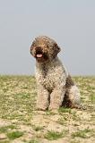 LAGOTTO 132